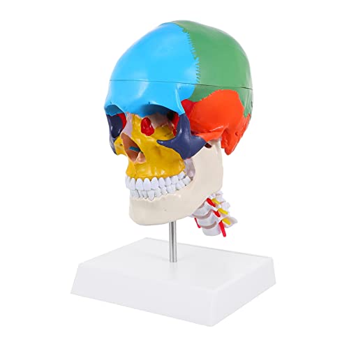 Alipis Farbiges Schädelmodell Schaufensterpuppe Schädel Kopf Medizinisches Modell Unterrichten Des Menschlichen Schädelmodells Medizinisches Anatomisches Schädelmodell Pvc Alipis Farbiges Schädelmodell Schaufensterpuppe Schädel Kopf Medizinisches Modell Unterrichten Des Menschlichen Schädelmodells Medizinisches Anatomisches Schädelmodell Pvc von Alipis