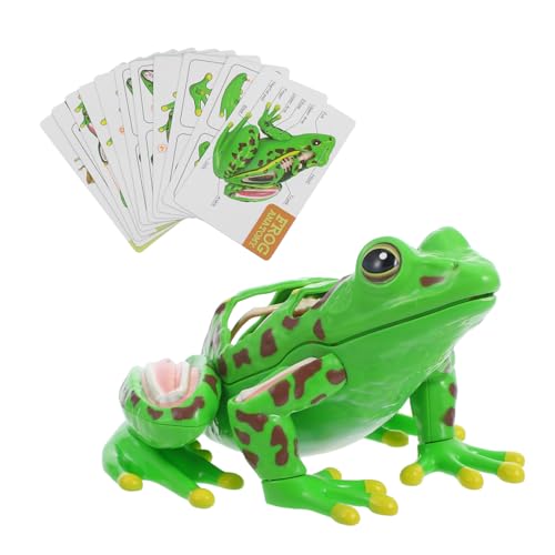 Alipis Frosch Seziermodell Lernspielzeug Für Junge Mädchen Abnehmbares Interaktives Lehrmittel Zur Biologischen Wissens Und Praktischer Fähigkeiten Hause Alipis Frosch Seziermodell Lernspielzeug Für Junge Mädchen Abnehmbares Interaktives Lehrmittel Zur Biologischen Wissens Und Praktischer Fähigkeiten Hause von Alipis