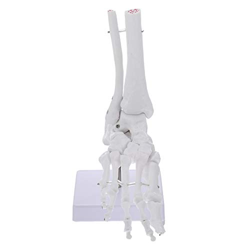 Alipis Fußgelenkmodell Anatomisches Menschliches Fußskelett mit Knöchel für Medizinische Studien und Klassenzimmerdemonstrationen von Alipis