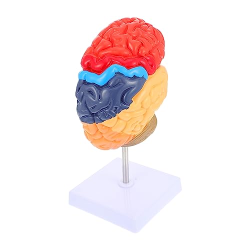 Alipis Gehirnlehrmodell Gehirnmodell für den Unterricht lebensechtes Modell der Gehirnanatomie Gehirnmodell lehren Anatomisches Modell des menschlichen Gehirns halbes Gehirnmodell PVC von Alipis