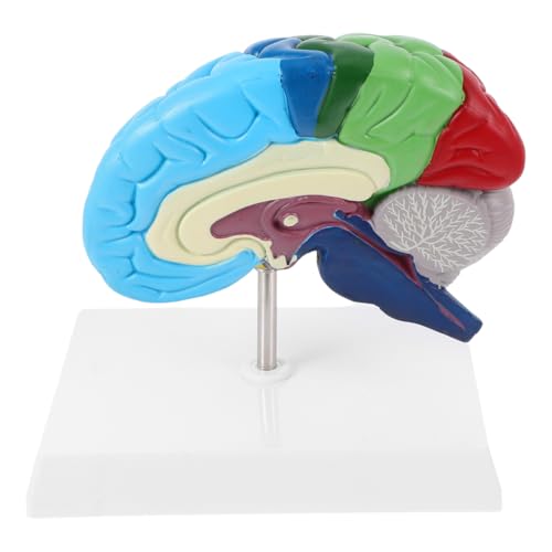 Alipis Gehirnmodell, anatomisches Display, Modell, anatomische Strukturen, Modell, menschliches anatomisches Modell, Gehirn, Physiologie, Modell, Wissenschaft, Lehrwerkzeug, medizinisches Lehrwerkzeug Alipis Gehirnmodell, anatomisches Display, Modell, anatomische Strukturen, Modell, menschliches anatomisches Modell, Gehirn, Physiologie, Modell, Wissenschaft, Lehrwerkzeug, medizinisches Lehrwerkzeug von Alipis