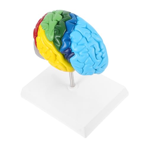 Alipis Gehirnmodell Anatomisches Modell Des Menschlichen Kopfes Menschliches Anatomisches Modell Lehrmodell Des Menschlichen Gehirns Medizinisches Ausbildungsmodell Science Decor Pvc Alipis Gehirnmodell Anatomisches Modell Des Menschlichen Kopfes Menschliches Anatomisches Modell Lehrmodell Des Menschlichen Gehirns Medizinisches Ausbildungsmodell Science Decor Pvc von Alipis