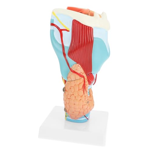 Alipis Halsmodell Modell des menschlichen Halses anatomischer Apparat Modell der Halsanatomie PVC Alipis Halsmodell Modell des menschlichen Halses anatomischer Apparat Modell der Halsanatomie PVC von Alipis
