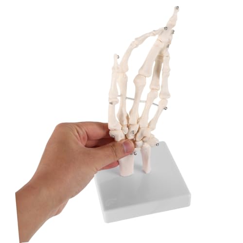Alipis Handknochenmodell Anatomisches Skelett Modell für Medizinische Lehre Handgelenk Gelenkmodell Robustes Lehrmittel für Anatomieunterricht Medizinische Ausbildung Alipis Handknochenmodell Anatomisches Skelett Modell für Medizinische Lehre Handgelenk Gelenkmodell Robustes Lehrmittel für Anatomieunterricht Medizinische Ausbildung von Alipis