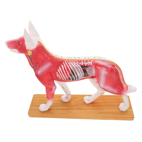 Alipis Hund Anatomisches Modell für Akupunkturpunkte Lehrhilfe für Medizinische Ausbildung Anatomisches Schulwerkzeug Tiermodell zur Unterstützung von Studierenden Laborbedarf Alipis Hund Anatomisches Modell für Akupunkturpunkte Lehrhilfe für Medizinische Ausbildung Anatomisches Schulwerkzeug Tiermodell zur Unterstützung von Studierenden Laborbedarf von Alipis