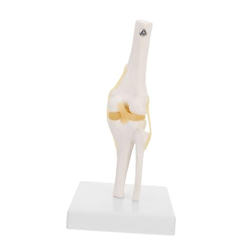 Alipis Kniemodell Knie Anatomiemodell Kniegelenkmodell für den Unterricht medizinisches kniegelenkmodell menschliches Anatomie -Modell Menschliches Gelenkmodell kniegelenk modell Plastik Alipis Kniemodell Knie Anatomiemodell Kniegelenkmodell für den Unterricht medizinisches kniegelenkmodell menschliches Anatomie -Modell Menschliches Gelenkmodell kniegelenk modell Plastik von Alipis