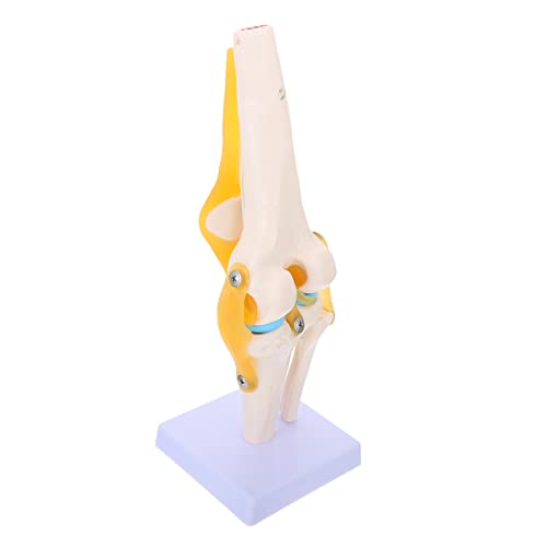 Alipis Menschliches Kniegelenk Simulationsmodell 1:1 Anatomisches Lehrmodell für Unterricht und Therapie Lebensgroß mit Beweglichen Bändern und Kniescheibe von Alipis