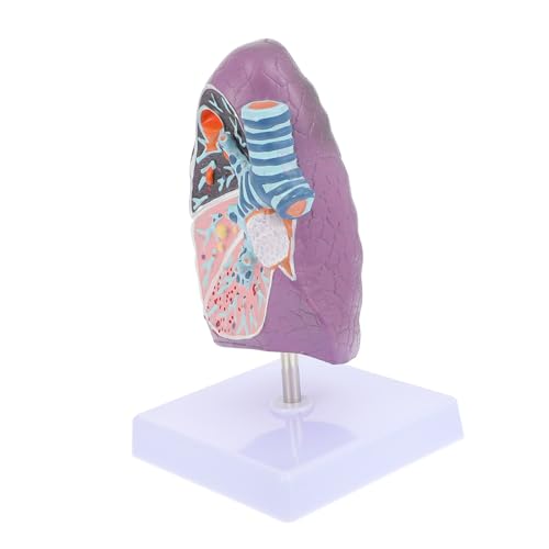 Alipis Lungenmodellunterrichtshilfen Anatomisches Modell Der Lunge Lehrmittel Für Lungenmodelle Menschliches Lungenmodell Modell Der Lungenanatomie Lungenmodell Für Anatomie Plastik Alipis Lungenmodellunterrichtshilfen Anatomisches Modell Der Lunge Lehrmittel Für Lungenmodelle Menschliches Lungenmodell Modell Der Lungenanatomie Lungenmodell Für Anatomie Plastik von Alipis