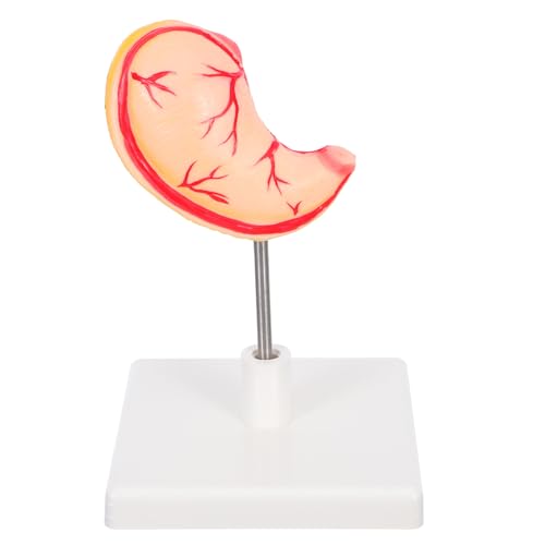 Alipis Magenmodell: Detailliertes Magenanatomiemodell Für Studenten Und Fachleute – 3d-magenstruktur Zum Lernen Von Und Physiologie von Alipis