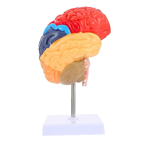 Alipis Menschliches Anatomisches Modell Farblich Codiertes Lehrmodell für Gehirnstruktur für Schule Universität Medizinische Ausbildung Funktionen Des Menschlichen Gehirns zu Erklären Alipis Menschliches Anatomisches Modell Farblich Codiertes Lehrmodell für Gehirnstruktur für Schule Universität Medizinische Ausbildung Funktionen Des Menschlichen Gehirns zu Erklären von Alipis