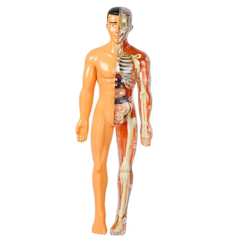 Alipis Menschliches Körpermodell Für Anatomisches Skelettspielzeug Lernen Kreativität Leicht Zusammenbaubar Aus Robustem Für Schule von Alipis