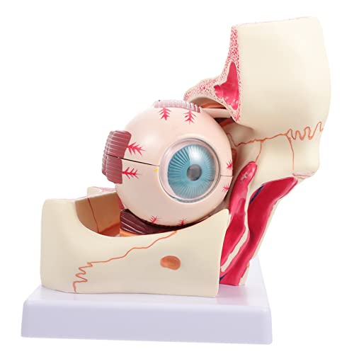 Alipis Menschliches Modell Anatomisches Lehrinstrument Für Augenanatomie Vergrößert Realistische Details Für Medizinische Fachkräfte Studenten Alipis Menschliches Modell Anatomisches Lehrinstrument Für Augenanatomie Vergrößert Realistische Details Für Medizinische Fachkräfte Studenten von Alipis