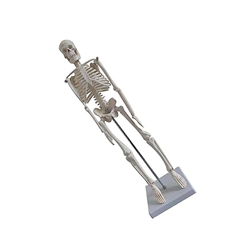 Alipis Menschliches Skelettmodell Anatomisches Skelett Knochen Anatomisches Modell Ständer Für Skelettanatomie Menschliche Anatomie Figur Anatomiemodell Menschlicher Organe Voll Pvc Weiß Alipis Menschliches Skelettmodell Anatomisches Skelett Knochen Anatomisches Modell Ständer Für Skelettanatomie Menschliche Anatomie Figur Anatomiemodell Menschlicher Organe Voll Pvc Weiß von Alipis