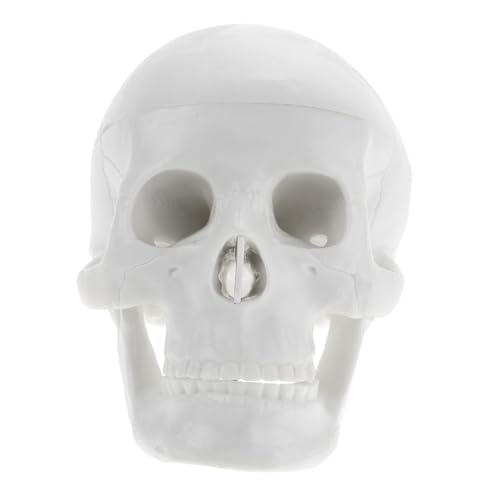 Alipis Mini Schädel Modell für Halloween Dekoration Anatomisches Schädel Modell für Künstler Realistische Details für Anatomisches Studium für Lernzwecke Kreative Projekte von Alipis