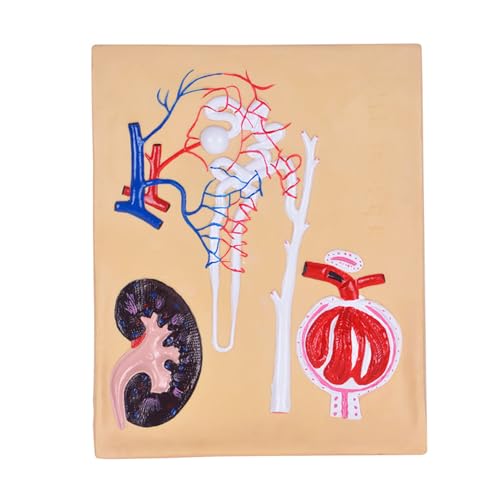 Alipis Nephrone Modell Anatomisches Bildungsmodell für Unterricht Geeignet für Oberstufe Anatomische Demonstration mit Realistischen Grafiken und Langlebigem Material Alipis Nephrone Modell Anatomisches Bildungsmodell für Unterricht Geeignet für Oberstufe Anatomische Demonstration mit Realistischen Grafiken und Langlebigem Material von Alipis