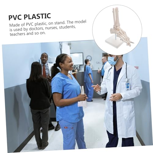 Alipis Plastisches Fußgelenkmodell aus Fortschrittlichem PVC Lebensgroßes Menschliches Fußskelettmodell ohne Bänder Festes Sprunggelenk Bewegliche Zehen für Anatomische Studien Alipis Plastisches Fußgelenkmodell aus Fortschrittlichem PVC Lebensgroßes Menschliches Fußskelettmodell ohne Bänder Festes Sprunggelenk Bewegliche Zehen für Anatomische Studien von Alipis