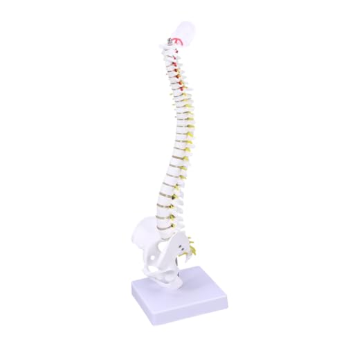 Alipis Präzises Wirbelsäulenmodell aus Anatomisches Trainingsmodell für Ärzte Pflegekräfte Studenten zur Praktischen Anwendung Medizinischen Ausbildung Alipis Präzises Wirbelsäulenmodell aus Anatomisches Trainingsmodell für Ärzte Pflegekräfte Studenten zur Praktischen Anwendung Medizinischen Ausbildung von Alipis
