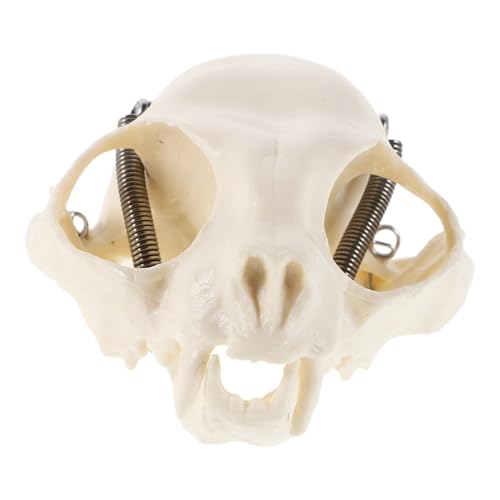 Alipis Realistisches Katzen Schädelmodell Anatomisches Skelett Katze Lehrmodell für Studium Unterricht Halloween Dekoration Sammlerstück mit Anatomie Anleitung Alipis Realistisches Katzen Schädelmodell Anatomisches Skelett Katze Lehrmodell für Studium Unterricht Halloween Dekoration Sammlerstück mit Anatomie Anleitung von Alipis