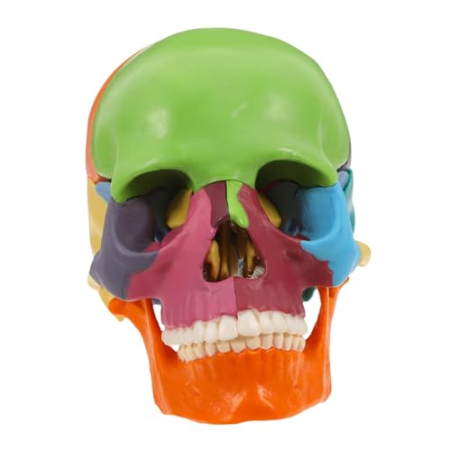 Alipis Schädelmodell Anatomisch Korrekter Schädel Realistischer Menschlicher Schädelkopf Schädelschnittmodell Orgelmodelle Modell Der Schädelanatomie Schädel Für Anatomiestudenten Plastik Alipis Schädelmodell Anatomisch Korrekter Schädel Realistischer Menschlicher Schädelkopf Schädelschnittmodell Orgelmodelle Modell Der Schädelanatomie Schädel Für Anatomiestudenten Plastik von Alipis