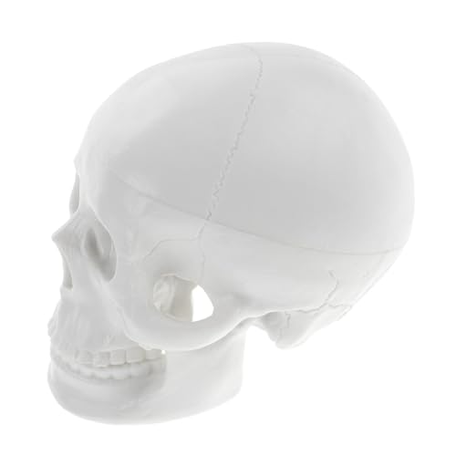 Alipis Schädelmodell Gothic klein Mini Party Ornament Halloween winzig künstliche Schädelverzierung simulierter Schädel realistischer Schädel Anatomiemodell PVC Weiß Alipis Schädelmodell Gothic klein Mini Party Ornament Halloween winzig künstliche Schädelverzierung simulierter Schädel realistischer Schädel Anatomiemodell PVC Weiß von Alipis