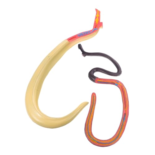 Alipis Schistosomie Model Teaching Aid Tiermodell Kognitives Kognitives Modell Pädagogisches Lehrhilfe Tieranatomisches Modell Plastik Alipis Schistosomie Model Teaching Aid Tiermodell Kognitives Kognitives Modell Pädagogisches Lehrhilfe Tieranatomisches Modell Plastik von Alipis