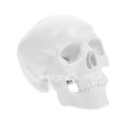 Alipis Simuliertes Kopfmodell Halloween Requisiten Tierschädel Menschliche Anatomie Mini Skelette Kopfskulptur Zum Zeichnen Von Totenköpfen Halloween Schädelgelenke Können Bewegt Alipis Simuliertes Kopfmodell Halloween Requisiten Tierschädel Menschliche Anatomie Mini Skelette Kopfskulptur Zum Zeichnen Von Totenköpfen Halloween Schädelgelenke Können Bewegt von Alipis