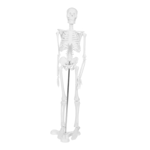 Alipis Skelettmodell Anatomisches Modell Skelett Für Anatomie Mini-skelette Anatomie Skelett Menschliches Skelett Mini-skelett-anatomiemodell Körperteilmodell Plastik Weiß Alipis Skelettmodell Anatomisches Modell Skelett Für Anatomie Mini-skelette Anatomie Skelett Menschliches Skelett Mini-skelett-anatomiemodell Körperteilmodell Plastik Weiß von Alipis