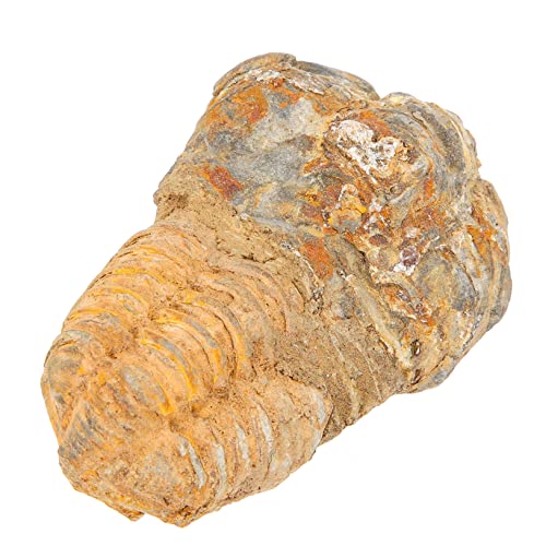 Alipis Trilobiten- Trilobiten-Schwanzschmuck Trilobiten-Modell Trilobitfigur Dekorationsstudent Unterricht Trilobiten-Exemplar Trilobit-Probe Stein Alipis Trilobiten- Trilobiten-Schwanzschmuck Trilobiten-Modell Trilobitfigur Dekorationsstudent Unterricht Trilobiten-Exemplar Trilobit-Probe Stein von Alipis