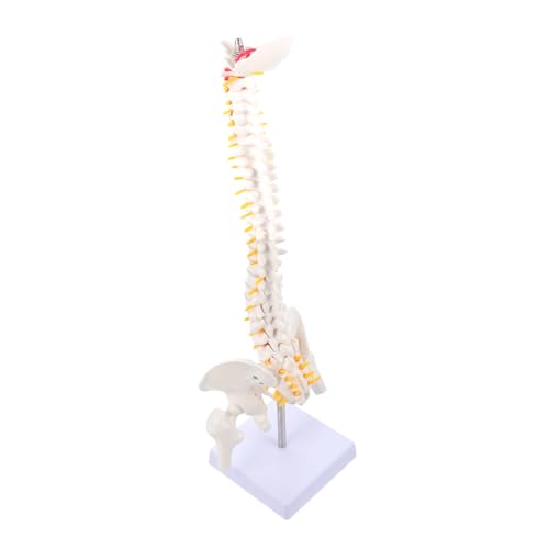 Alipis Wirbelsäulenmodell aus Anatomisches Modell für Ausbildung und Medizinische Demonstrationen Detaillierte Darstellung von Wirbeln Bandscheiben und Nerven Alipis Wirbelsäulenmodell aus Anatomisches Modell für Ausbildung und Medizinische Demonstrationen Detaillierte Darstellung von Wirbeln Bandscheiben und Nerven von Alipis