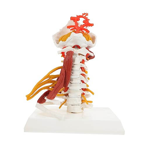 Alipis Zervikalwirbelsäulen Modell mit Nerven Muskeln Anatomisches Lehrmodell für Medizinische Ausbildung Demonstration für Ärzte Pflegekräfte Studierende Alipis Zervikalwirbelsäulen Modell mit Nerven Muskeln Anatomisches Lehrmodell für Medizinische Ausbildung Demonstration für Ärzte Pflegekräfte Studierende von Alipis