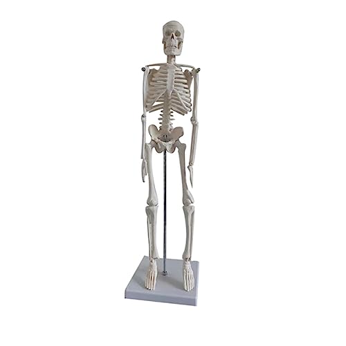 Alipis menschliches Skelettmodell Anatomiemodell des Skeletts Skelettmodell Hilfsmittel realistisch Körper activity aktivity Medizinisches Skelettmodell Simulation Knochenmodell PVC Weiß von Alipis