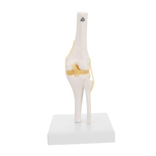 Funktionales Kniegelenk Modell mit Beweglichen Bändern Anatomisches Lehrmodell für Studierende Hilfsmittel zur Untersuchung Kniebewegungen von Alipis