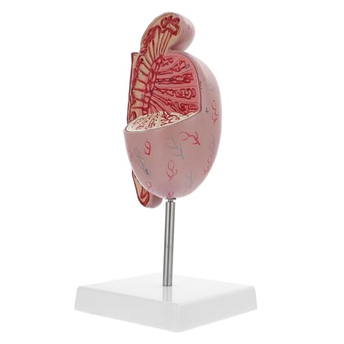 Hodenmodell schaufensterpuppe menschliches Anatomie -Modell Modell der Organe Anatomie modelliert den menschlichen Körper Anatomiemodell des menschlichen Torsos Orgelmodelle PVC von Alipis