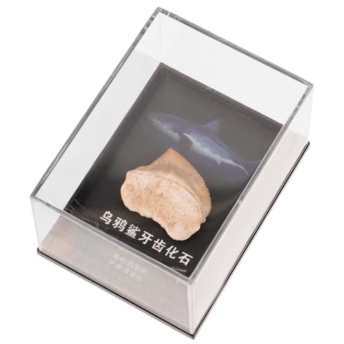Megalodon Zahnfossil Dekorativer Box Einzigartiges Haizahn Dekorationsobjekt für Schreibtisch Sammler Geologisches Lehrmittel Home Decor Megalodon Zahnfossil Dekorativer Box Einzigartiges Haizahn Dekorationsobjekt für Schreibtisch Sammler Geologisches Lehrmittel Home Decor von Alipis