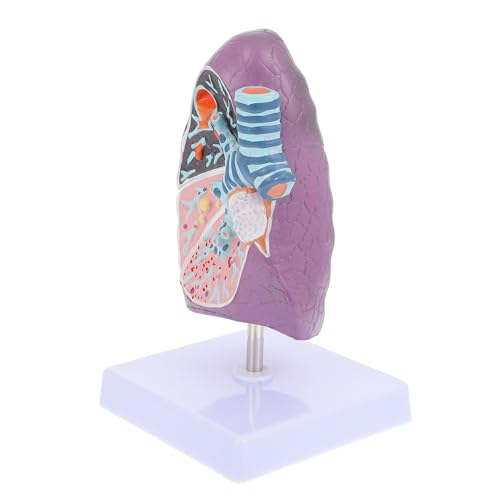 Pathologisches Lungenmodell für Medizinische Ausbildung Anatomisches Modell zur Veranschaulichung Auswirkungen Des Rauchens die Lungengesundheit für Klassenräume Pathologisches Lungenmodell für Medizinische Ausbildung Anatomisches Modell zur Veranschaulichung Auswirkungen Des Rauchens die Lungengesundheit für Klassenräume von Alipis