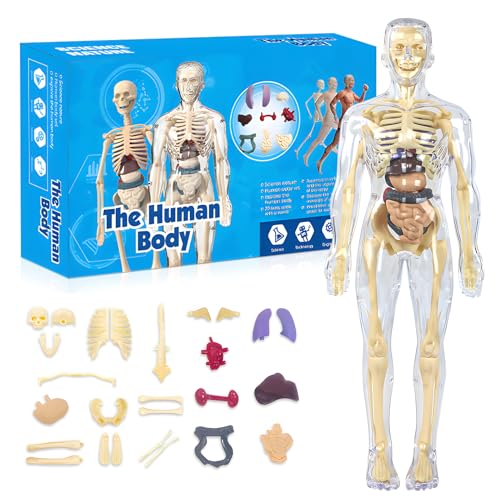 Anatomie Modell Kinder, Skelett Anatomie, Anatomie Modell, Anatomie Puppe, Mini Skelett Anatomisches Modell zum Verständnis der Menschlichen Körperstruktur für Medizinische Forschung, Lehrzwecke usw von AllisWay