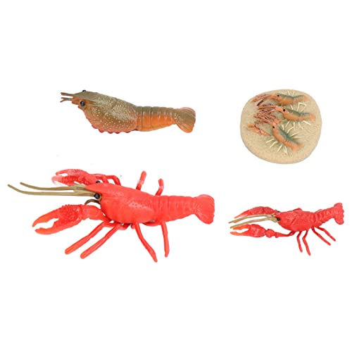 Alomejor Simulations-Hummer-Wachstumszyklus-Modell Vivid Crayfish Life Cycle Figuren für Kinder-Bildungs-Spielzeug-Heimdekoration Alomejor Simulations-Hummer-Wachstumszyklus-Modell Vivid Crayfish Life Cycle Figuren für Kinder-Bildungs-Spielzeug-Heimdekoration von Alomejor