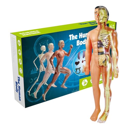 Menschliches Körpermodell - Kunststoff-Torso-Anatomie-Modell, menschliches Knochenorganmodul aus Kunststoff | Anatomie der menschlichen Körperstruktur in geeigneter Größe mit abnehmbaren Teilen für Menschliches Körpermodell - Kunststoff-Torso-Anatomie-Modell, menschliches Knochenorganmodul aus Kunststoff | Anatomie der menschlichen Körperstruktur in geeigneter Größe mit abnehmbaren Teilen für von Alwida