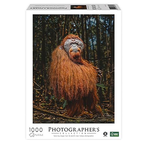 Ambassador 7230786 Orang-Utan, 1000 Teile Puzzle für Erwachsene und Kinder ab 10 Jahren, Photographer's Collection, Donal Boyd von Ambassador