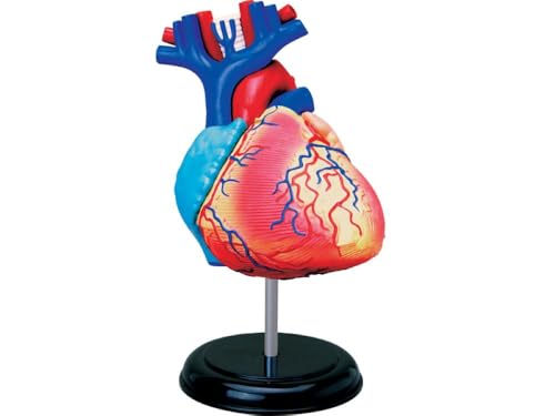 Ameisenkeks® 3D Herzanatomie Modell – Detailliertes, zerlegbares Herzmodell mit Ständer – Medizinisches Lehrmodell für Schüler, Studenten & Ärzte von Ameisenkeks