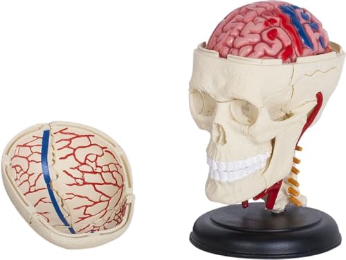Ameisenkeks® 3D Schädel- & Gehirnmodell – Detailliertes, zerlegbares Anatomie-Modell mit Ständer – Medizinisches Lehrmodell für Schüler, Studenten & Ärzte von Ameisenkeks