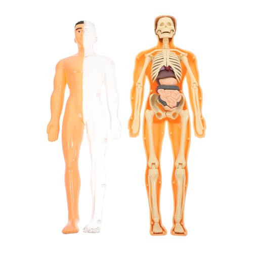 Amosfun 1 Satz Menschliches Skelettspielzeug Anatomiemodell Teile Puzzle Dreidimensionale Organe Rätsel Lehrmittel Für Die Früherziehung Anatomie-puzzle Anatomie Und Physiologie Plastik von Amosfun