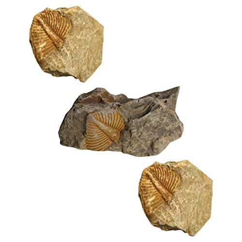 Amosfun 3stücke Teiliges Trilobiten Sammlungsset Authentische Prähistorische Modelle Für Bildung Und Dekoration Fossilienliebhaber Lehrmaterial Amosfun 3stücke Teiliges Trilobiten Sammlungsset Authentische Prähistorische Modelle Für Bildung Und Dekoration Fossilienliebhaber Lehrmaterial von Amosfun