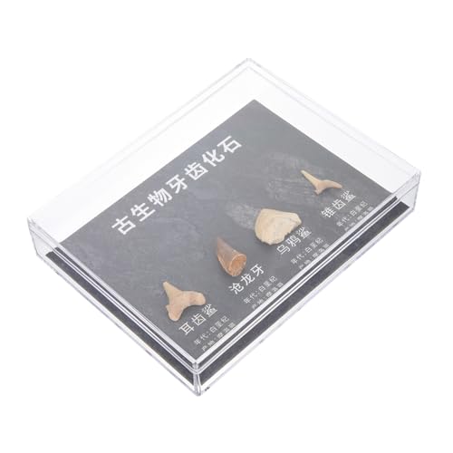 Amosfun 1 Schachtel Echte Zahnfossilien Teiliges Sammlerset Paläontologische Lehrproben Natursteine Dekoratives Lernspielzeug und Wissenschaftliche Tischdekoration für Zuhause Amosfun 1 Schachtel Echte Zahnfossilien Teiliges Sammlerset Paläontologische Lehrproben Natursteine Dekoratives Lernspielzeug und Wissenschaftliche Tischdekoration für Zuhause von Amosfun