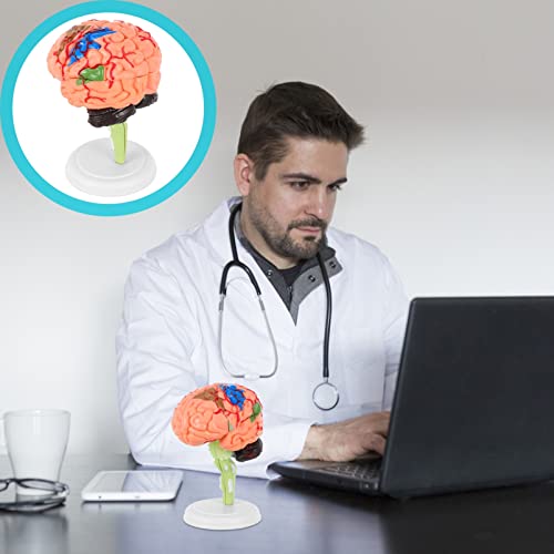 Amosfun 1 Stück Anatomisches Gehirnmodell Abnehmbares Modell für Demonstrationen Geeignet für und Realistische Darstellung Menschlichen Gehirnstruktur von Amosfun
