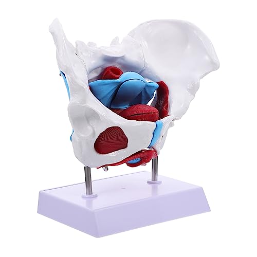 Amosfun 1 Stück Beckenmodell zum Lernen weibliches beckenmodell -Training Geburtsmodell Hüfte Bildungsmodell Lehre lehrreich Beckenmodell anzeigen Beckenpädagogisches Modell PVC von Amosfun