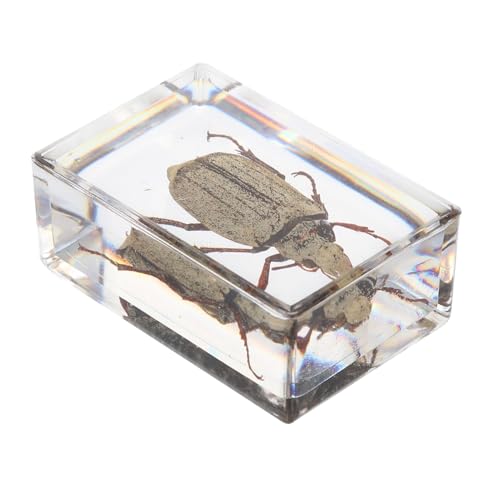 Amosfun 1 Stück Biologische Exemplare lehrreich bezaubernde Exemplare bernsteinfarbene Exemplare Bernstein-Insekten Wissenschafts-Kit Harz von Amosfun
