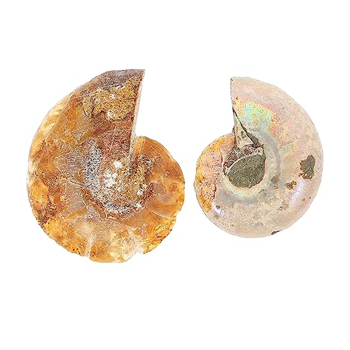 Amosfun 10 Sätze Fossile Ammoniten Deko Klassenzimmer Lehrmaterial Große Ammonitenproben Opp Verpackung Für Paläontologie Und Sammlungen 2 Stück * 10 von Amosfun