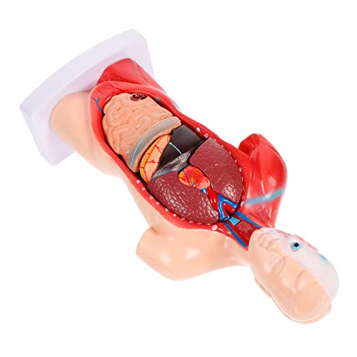 Amosfun 1Satz Anatomisches Modell Des Menschlichen Herzens Detailliertes Lehrmodell mit Abnehmbaren für Krankenhäuser für Vermittlung von Gesundheitswissen Amosfun 1Satz Anatomisches Modell Des Menschlichen Herzens Detailliertes Lehrmodell mit Abnehmbaren für Krankenhäuser für Vermittlung von Gesundheitswissen von Amosfun