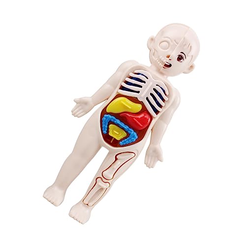 Amosfun 1Satz Menschliche Körperorgane Puzzle Für Kognitives Lernspielzeug Zur Physiologie Teiliges Modell Menschlichen Eingeweideorgane Für Frühe Bildung von Amosfun
